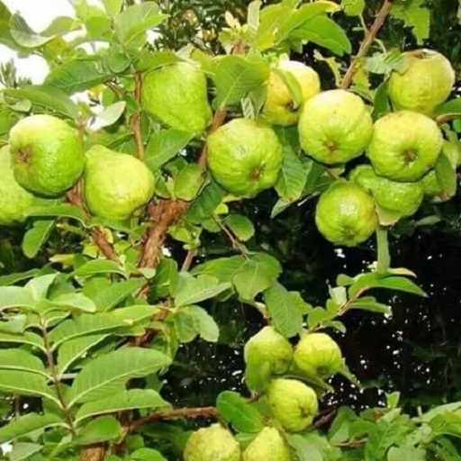 Organic Guava Plants